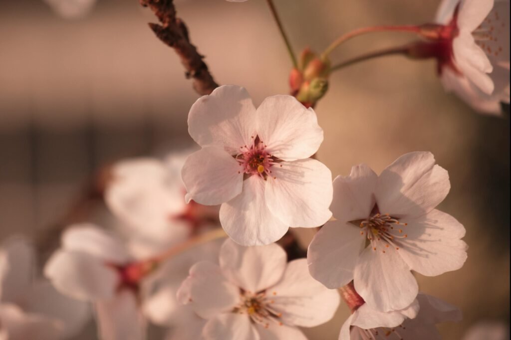 Delicate pink cherry blossoms in full bloom, capturing the essence of spring.