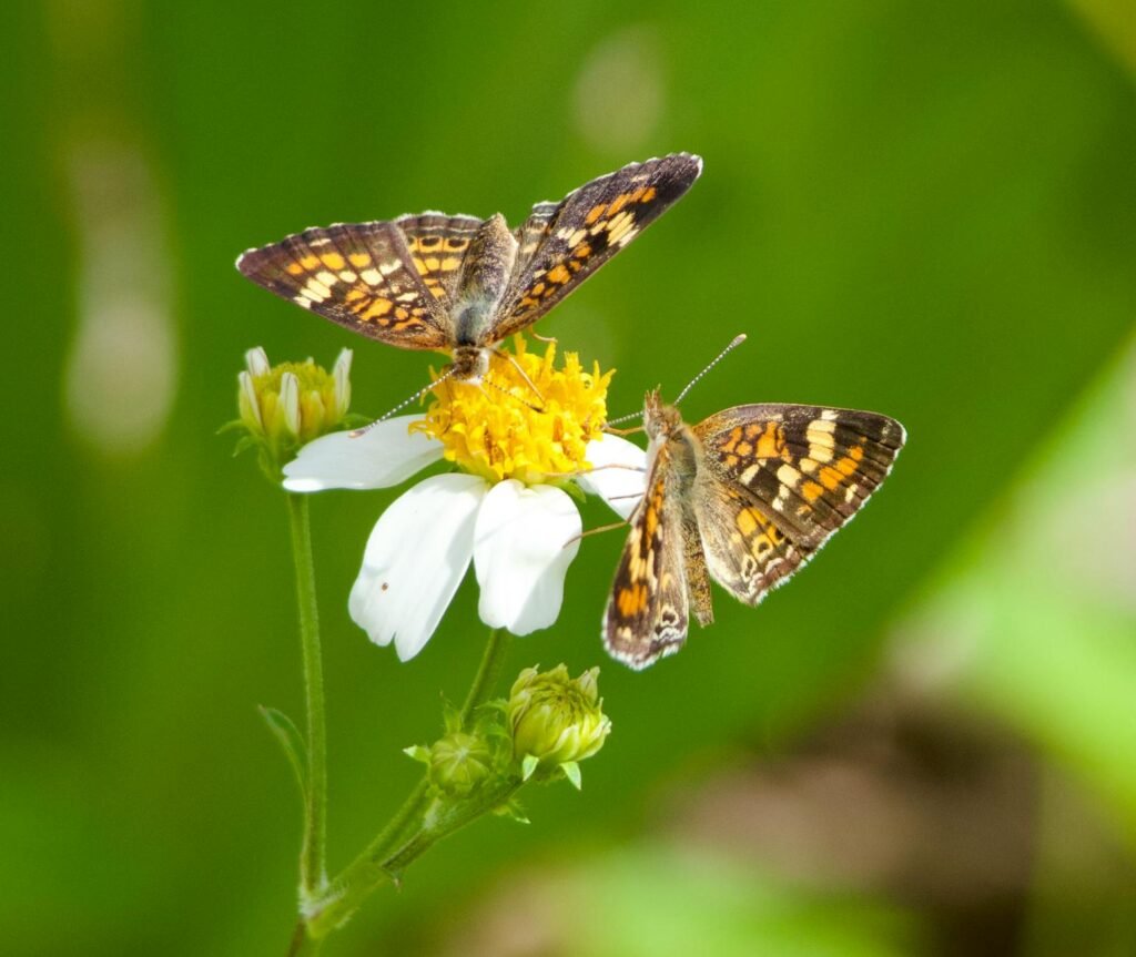 phaon crescent butterfly on bidens alba