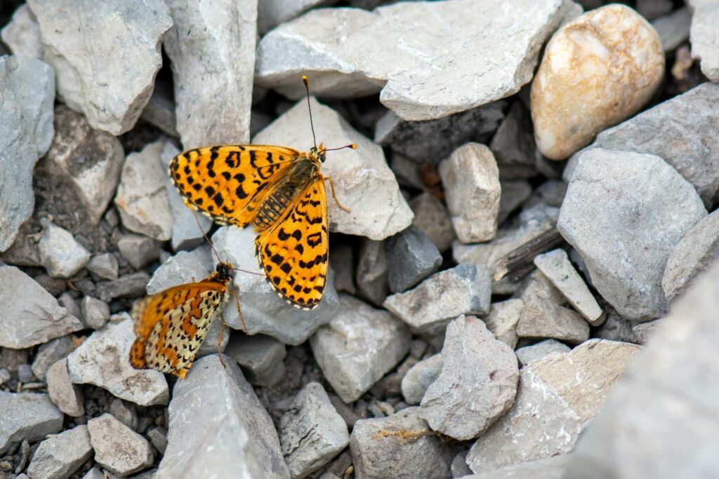 close up of twin butterflies on rocky terrain