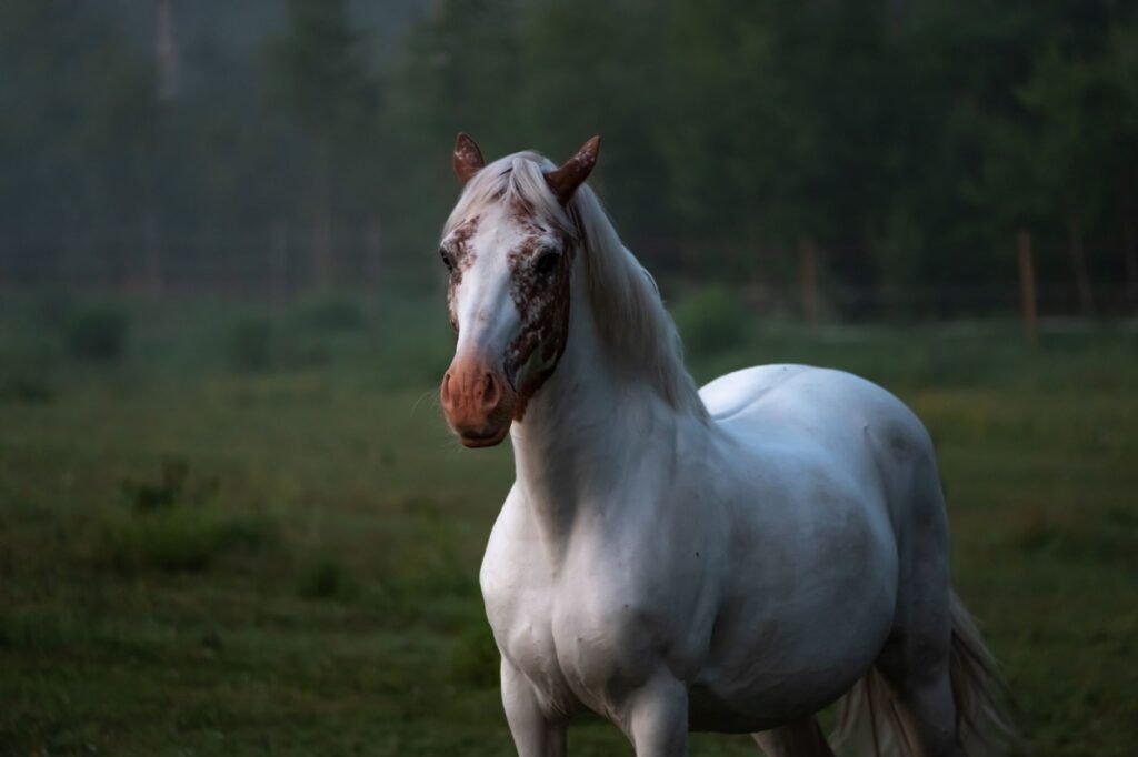 graceful purebred white horse grazing in pasture